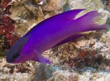 GRAMMA MELACARA